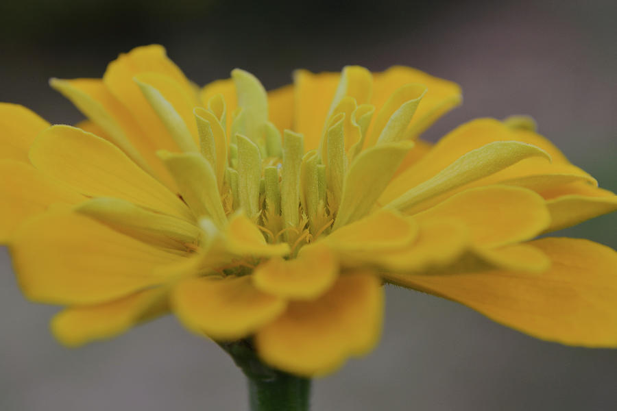 Yellow Zinnia Flower Macro Photograph