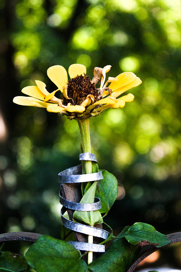 Yellow Zinnia in a Twisty Metal Vase Photograph by W Craig Photography
