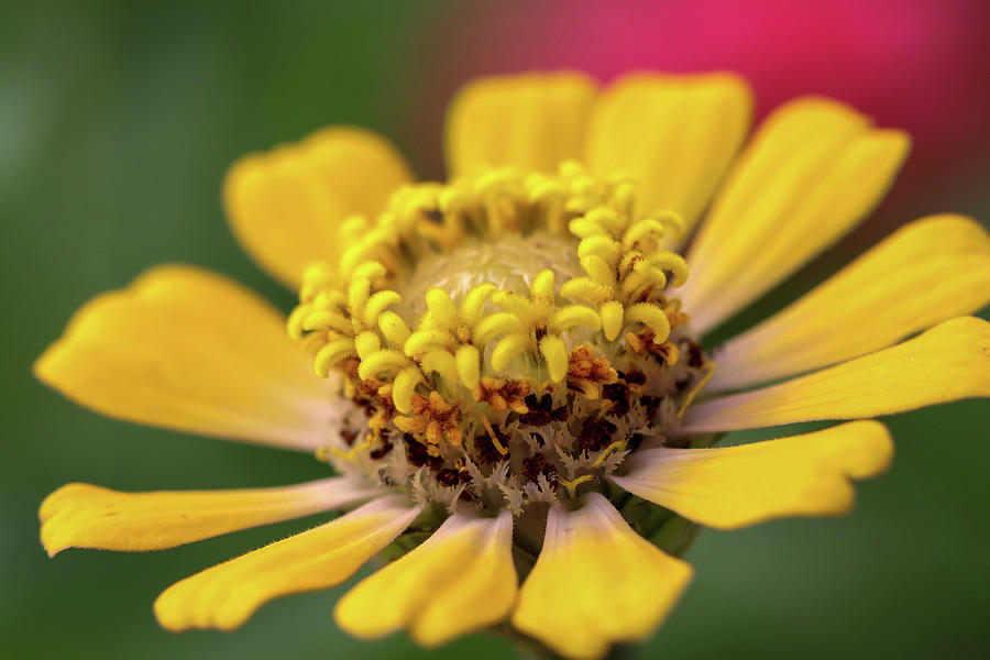 Yellow Zinnia Photograph by Mary Anne Delgado