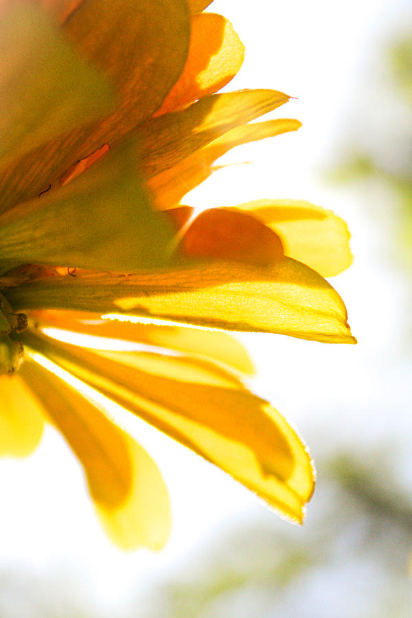 Yellow Zinnia Sunshine Photograph by W Craig Photography