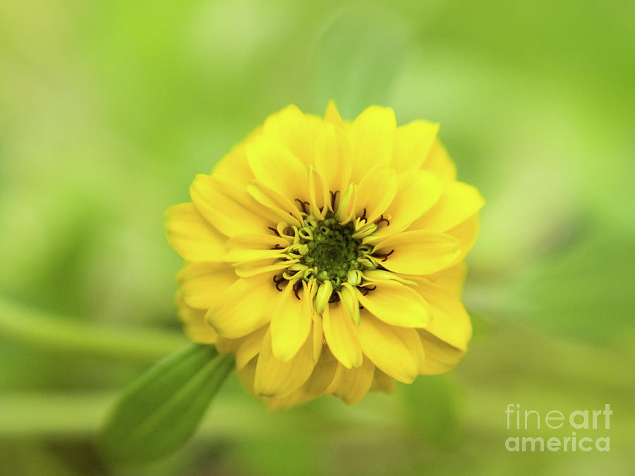 Yellow Zinnias 2 Photograph by Dorothy Lee