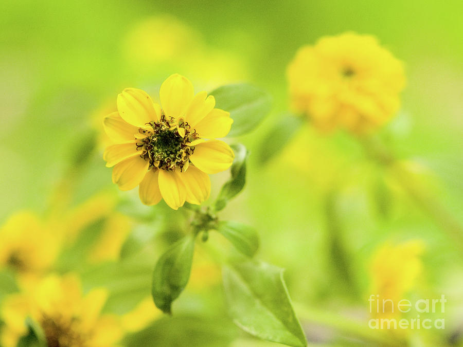 Yellow Zinnias 4 Photograph by Dorothy Lee