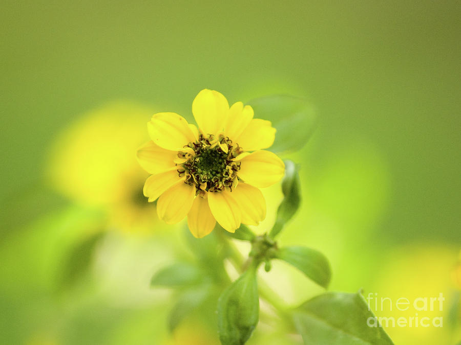 Yellow Zinnias Photograph by Dorothy Lee