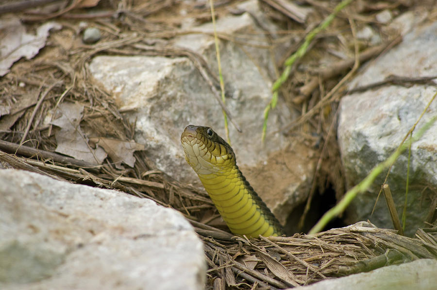 Yellowbelly Water Snake - 6390 Photograph by Jerry Owens