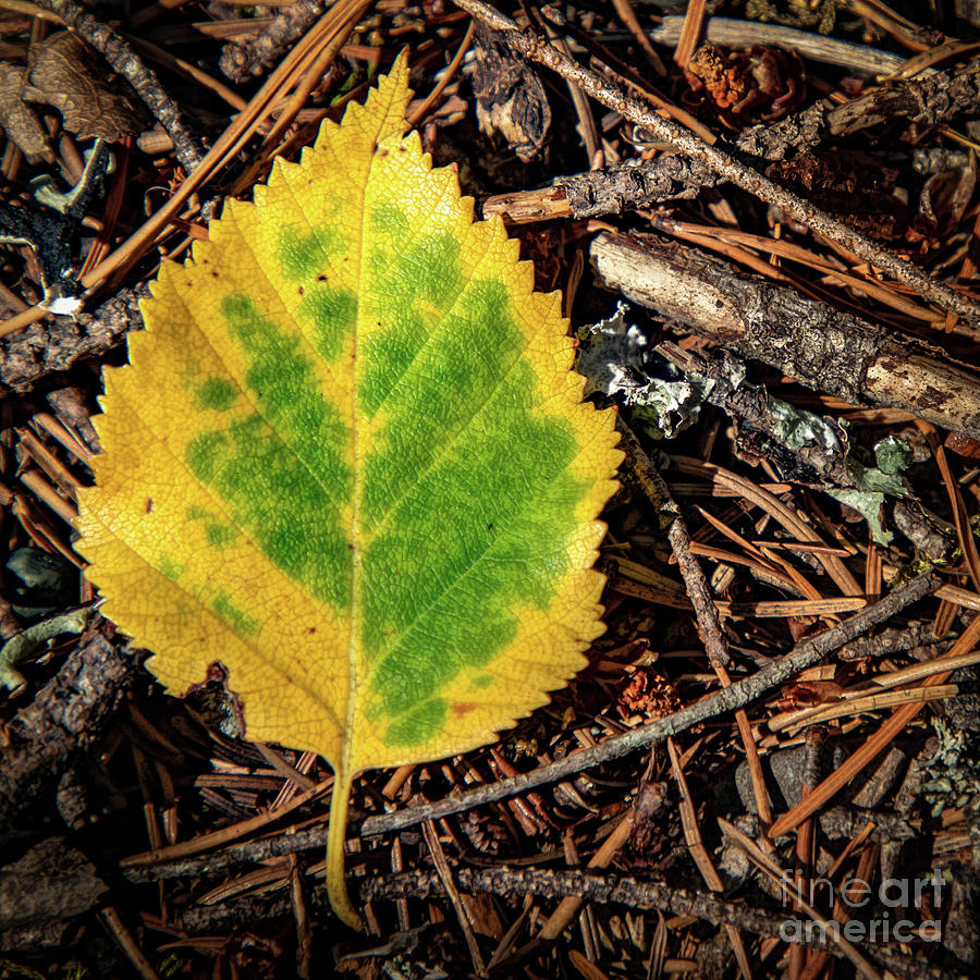 Yellowed Leaf Glows Photograph