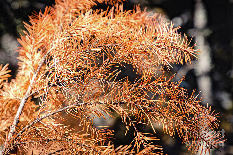 Yellowed Pine Needles Photograph