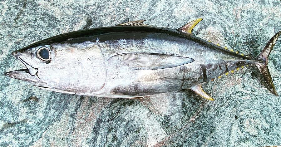 Yellowfin tuna by Jared Matsumoto