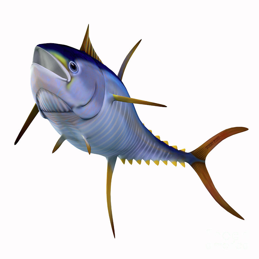 Yellowfin Tuna On White Digital Art