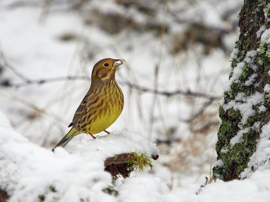 Yellowhammer Finds The Seed Photograph