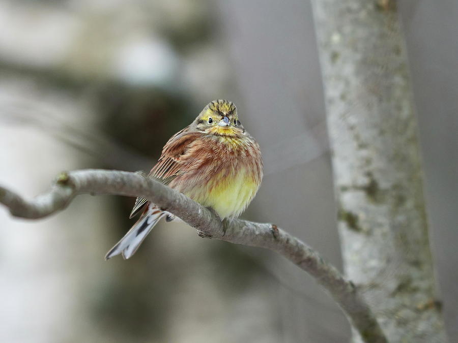 Yellowhammer On A Branch Photograph