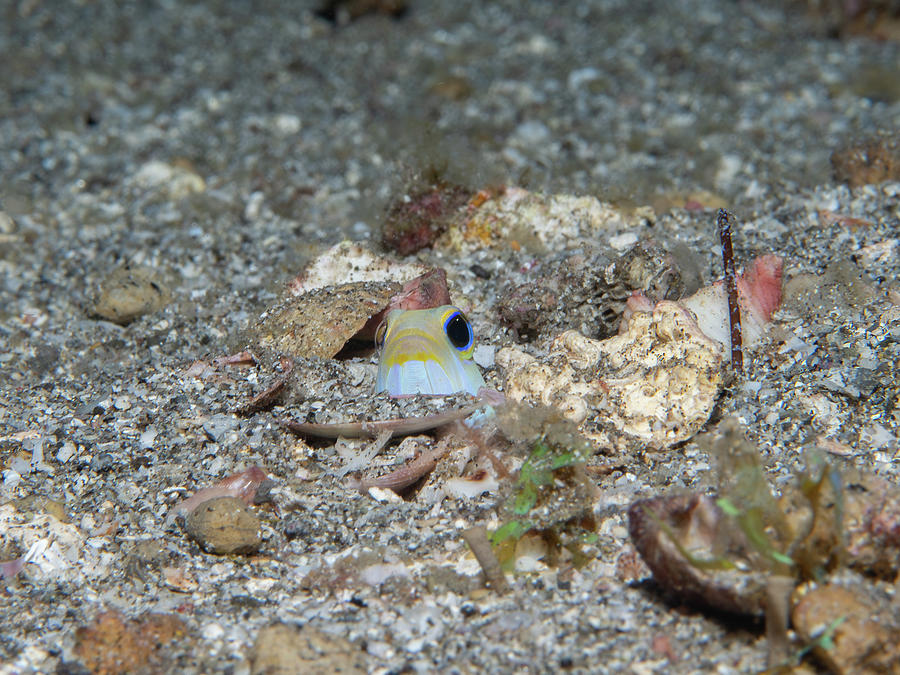 Yellowhead jawfish peeking out Photograph by Brian Weber
