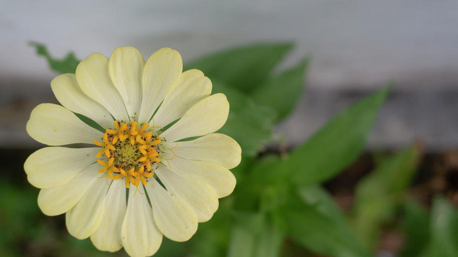 Yellowish zinnia flowers with a bokeh background. The image is suitable for  use as a background image, wallpaper, or graphic resources Photograph by  Imam Muhtadin - Pixels