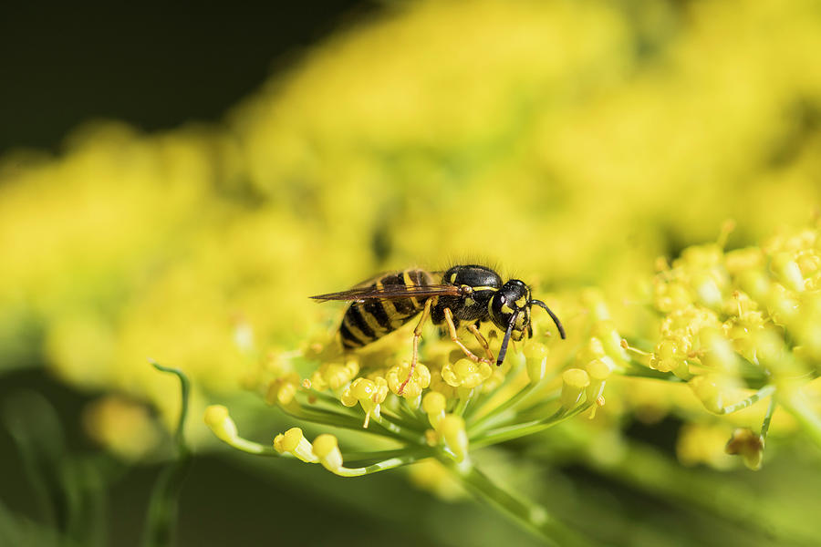 Yellowjacket on Fennel Blossoms Photograph by Robert Potts