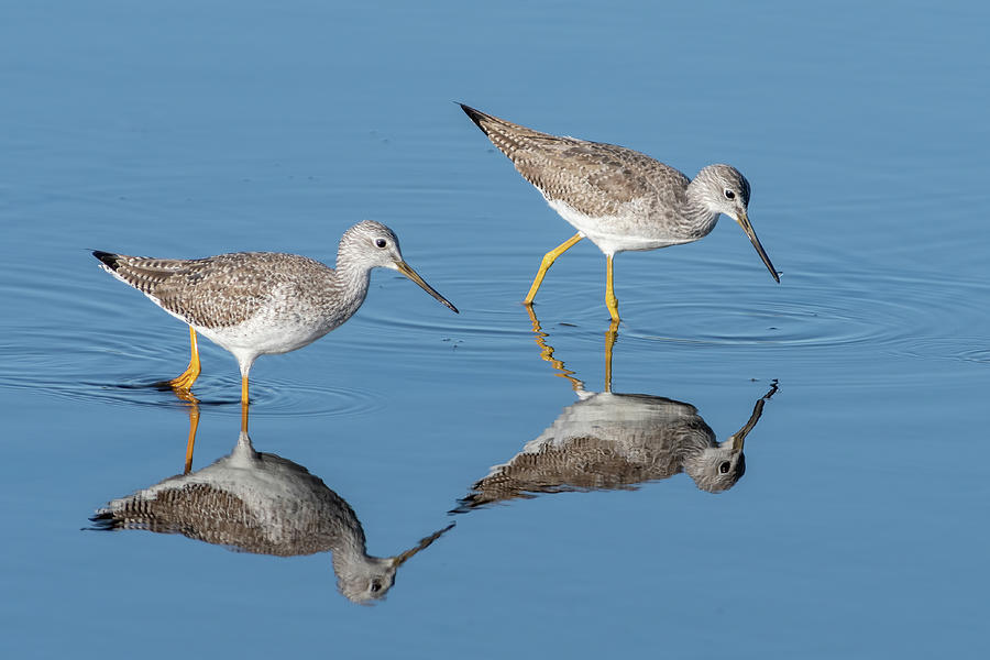 Yellowlegs and Reflection Photograph by Bradford Martin