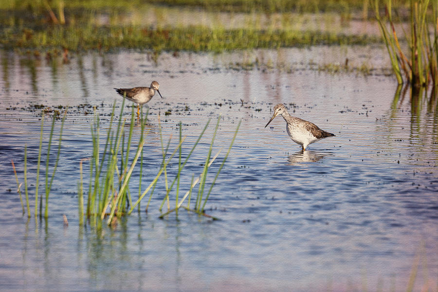 Yellowlegs in a Swamp Photograph by Fran Gallogly