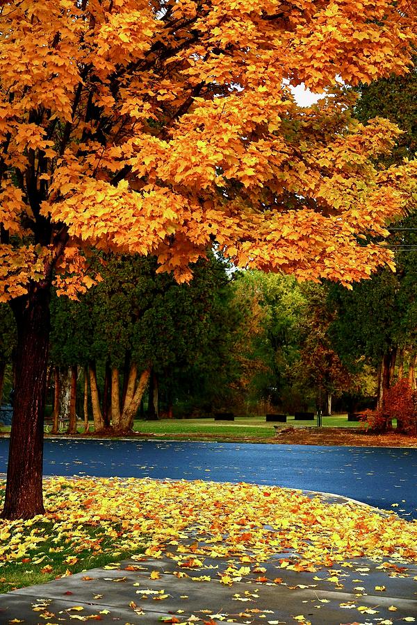 Yellow,orange Fall Colors On A Single Tree Photograph By Brent Bunch 