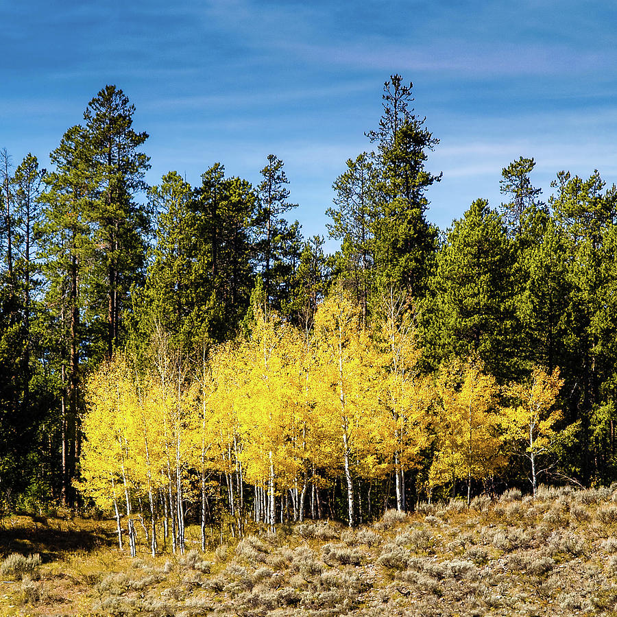 Yellowstone Aspens Photograph By David Choate Fine Art America