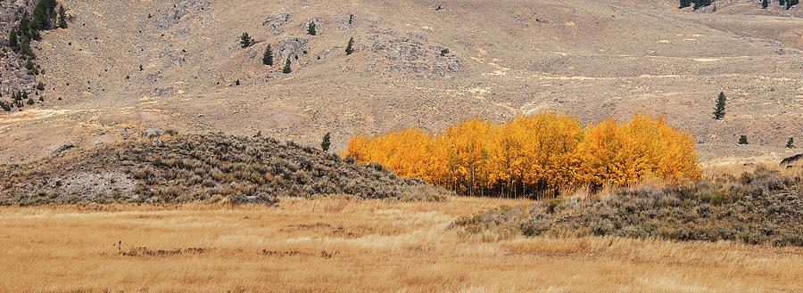 Yellowstone Aspens in the Fall Photograph by Gordon Ripley