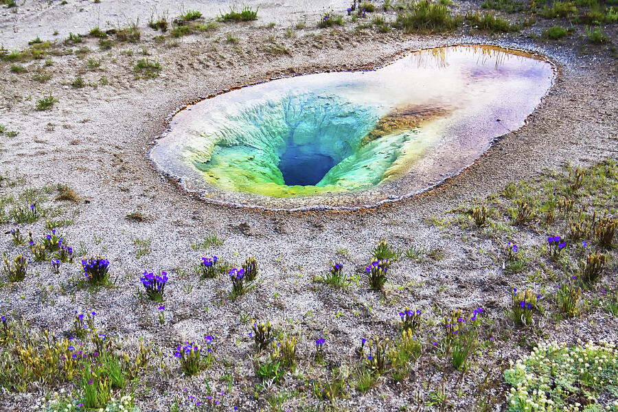 Yellowstone Belgian Pool at springtime Photograph by Tatiana Travelways