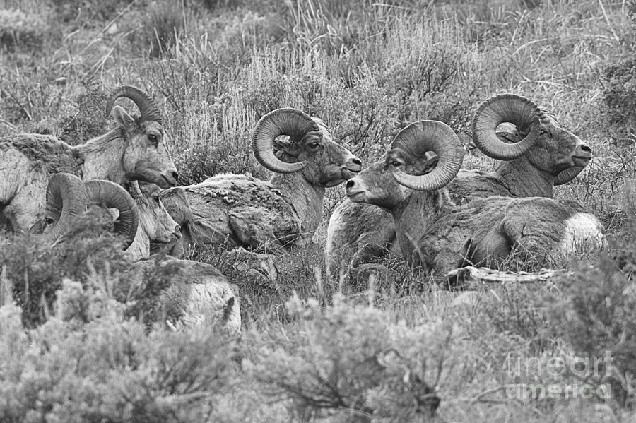 Yellowstone Bighorn Cluster Black And White Photograph by Adam Jewell
