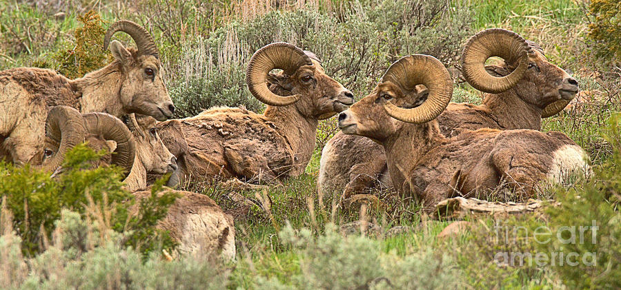 Yellowstone Bighorn Cluster Crop Photograph by Adam Jewell