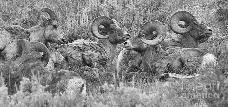 Yellowstone Bighorn Cluster Crop Black And White Photograph by Adam Jewell