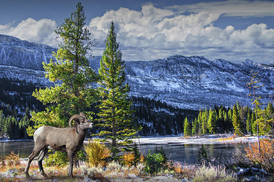 Yellowstone Bighorn Sheep in Early Winter Snow Photograph by Randall Nyhof