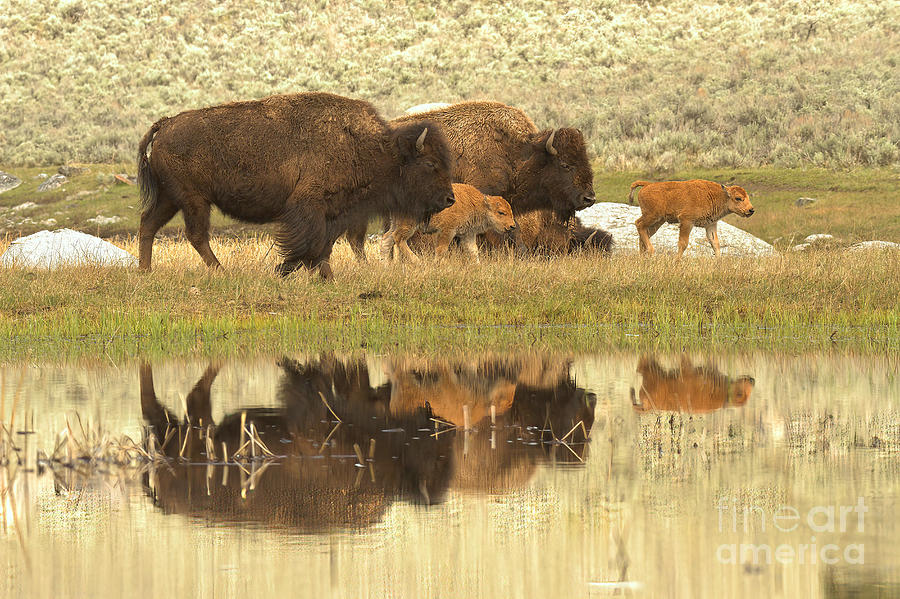 Yellowstone Bison And Red Dog Reflections Photograph by Adam Jewell