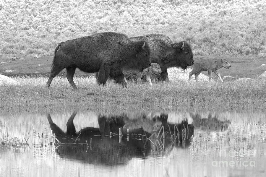 Yellowstone Bison And Red Dog Reflections Black And White Photograph by Adam Jewell