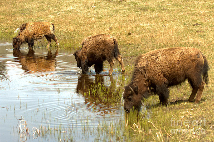 Yellowstone Bison At The Ol Watering Hole Photograph by Adam Jewell