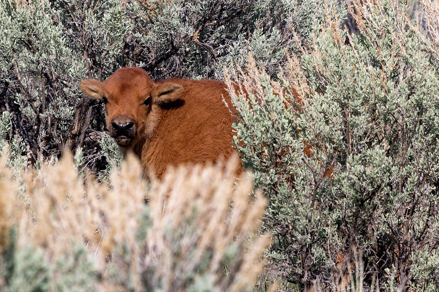 Yellowstone Bison Calf 2 Photograph by Rick Pisio