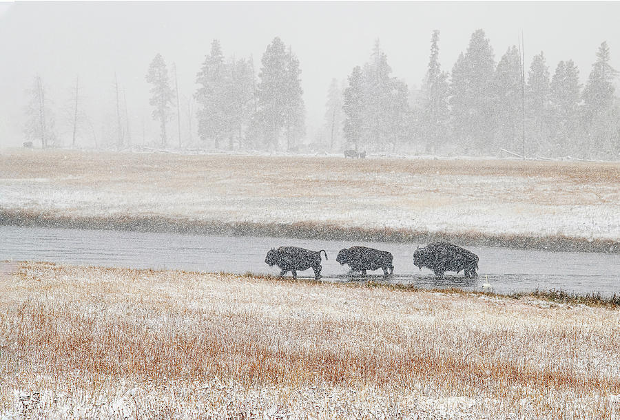 Yellowstone Bison Crossing the River Photograph by Gordon Ripley