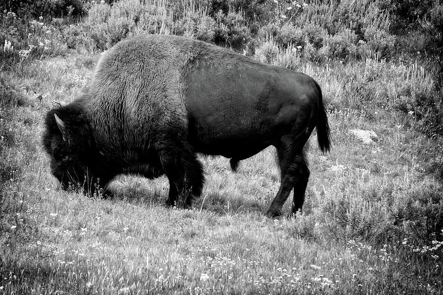 Yellowstone Bison Photograph by David Desautel