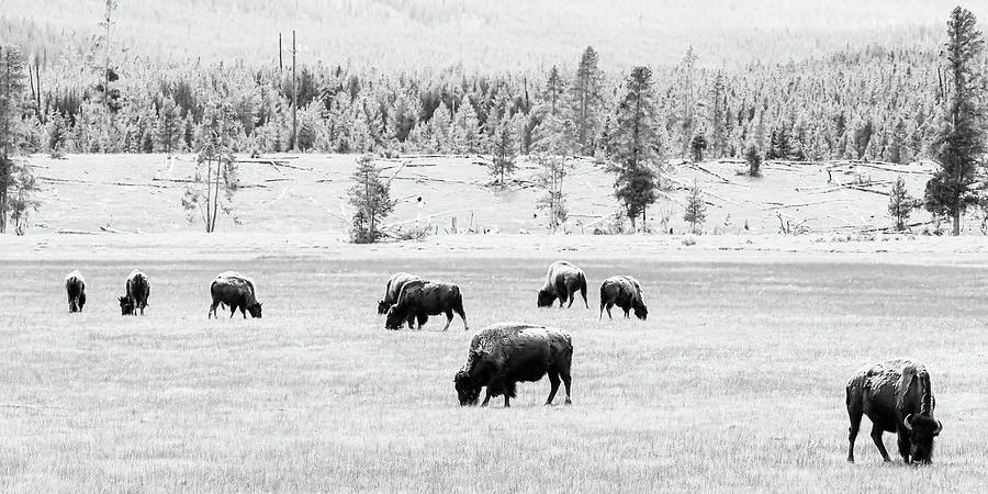 Yellowstone Bison herd Photograph by Jessica Yurinko Yellowstone Bison herd Photograph by Jessica Yurinko