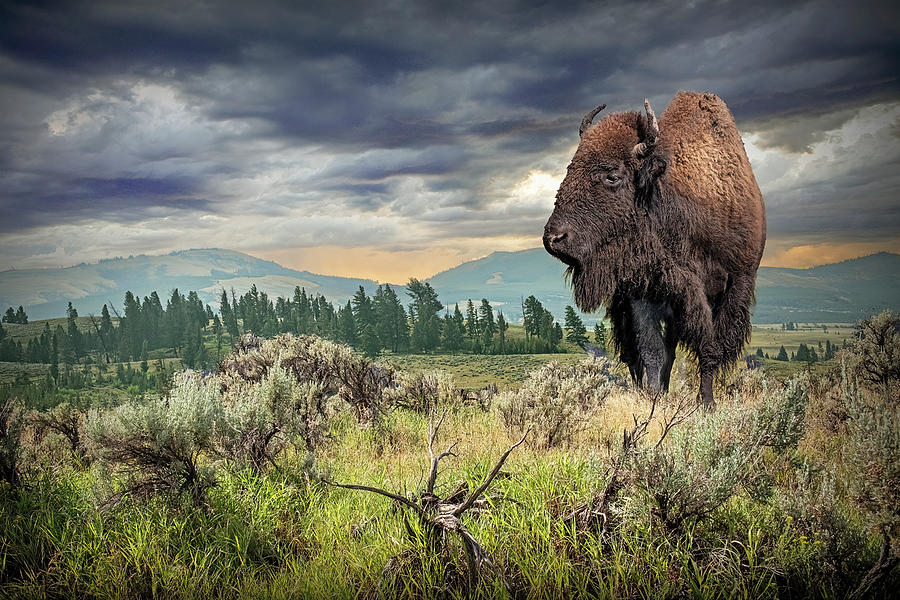 Yellowstone Bison in a Western National Park Landscape with Moun Photograph by Randall Nyhof