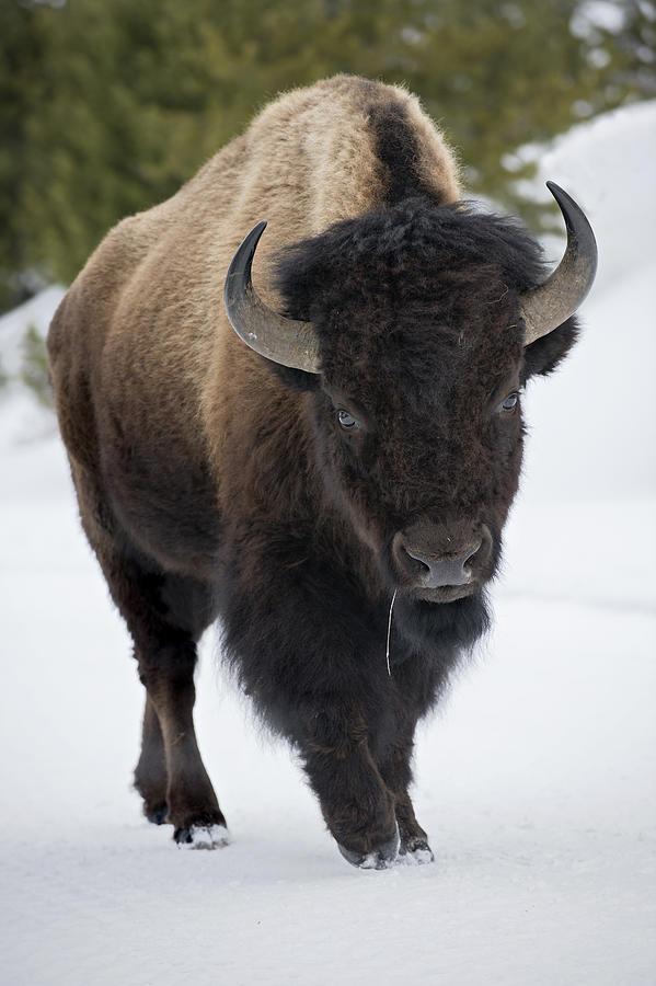 Yellowstone Bison in Snow Photograph by JudiLen