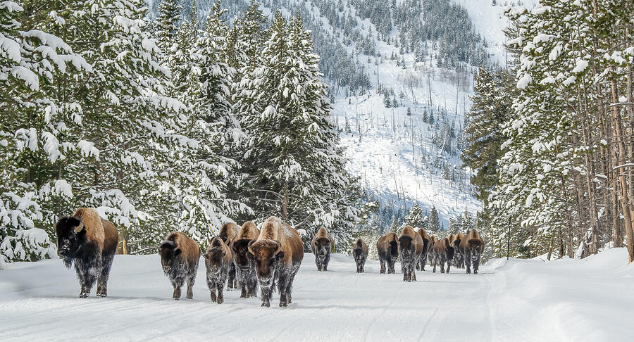 Yellowstone Bison in the Winter Photograph by Julie Barrick