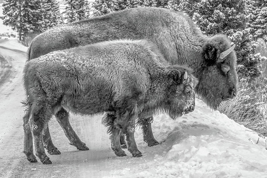 Yellowstone Bison in Winter Photograph by Michael DeGrenier Yellowstone Bison in Winter Photograph by Michael DeGrenier