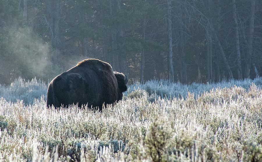 Yellowstone Bison on a Foggy Fall Morning Photograph by Bruce Gourley