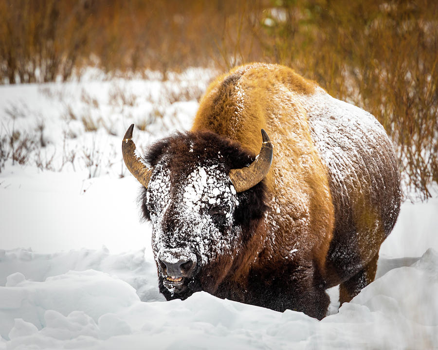 Yellowstone Bison Photograph by Ray Kent