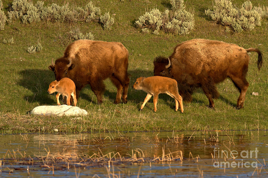 Yellowstone Bison Red Dog Season Photograph by Adam Jewell