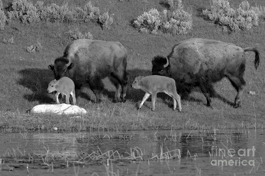 Yellowstone Bison Red Dog Season Black And White Photograph by Adam Jewell