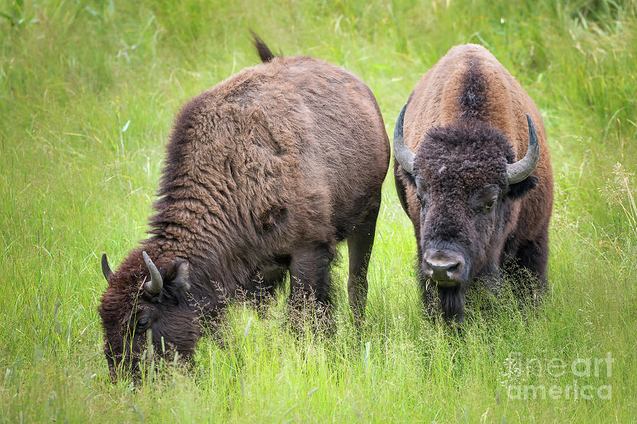 Yellowstone Bison Rut 615 Photograph by Maria Struss Photography | Pixels