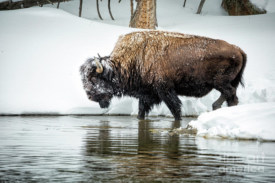 Yellowstone Bison Photograph by Timothy Hacker