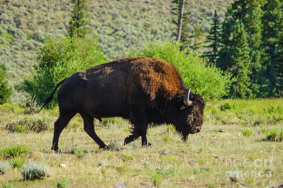 Yellowstone Bison Walking Photograph by Jennifer White