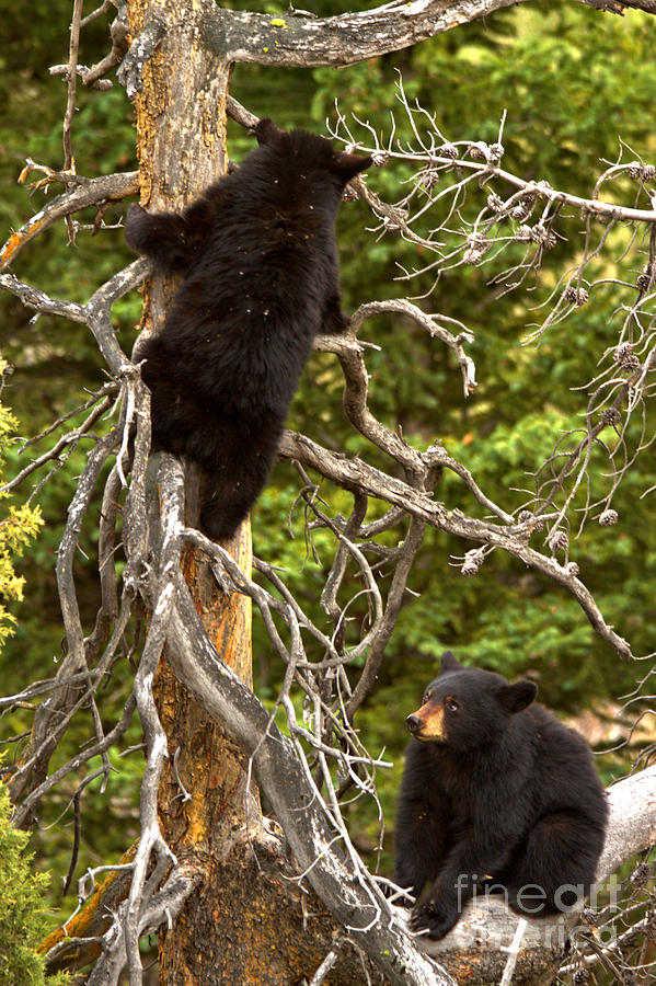 Yellowstone Black Bear Climbers Photograph by Adam Jewell
