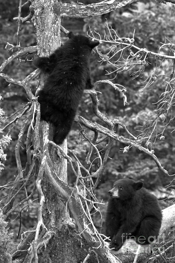 Yellowstone Black Bear Climbers Black And White Photograph by Adam Jewell