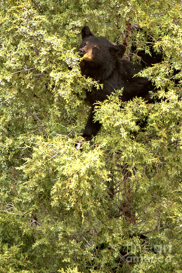 Yellowstone Black Bear In The Tree Tops Photograph by Adam Jewell