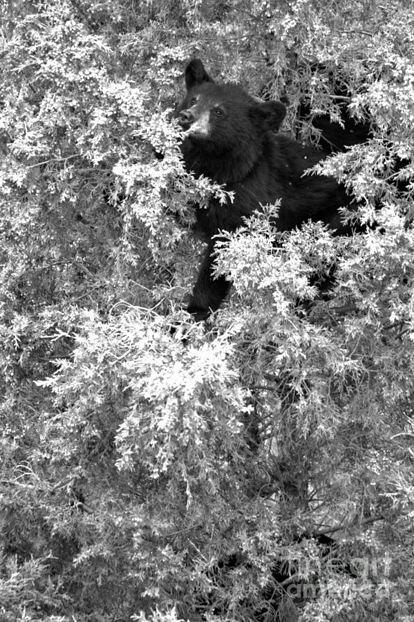 Yellowstone Black Bear In The Tree Tops Black And White Photograph by Adam Jewell