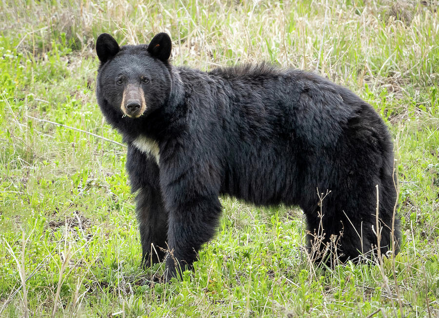 Yellowstone Black Bear Photograph By Julie Barrick 